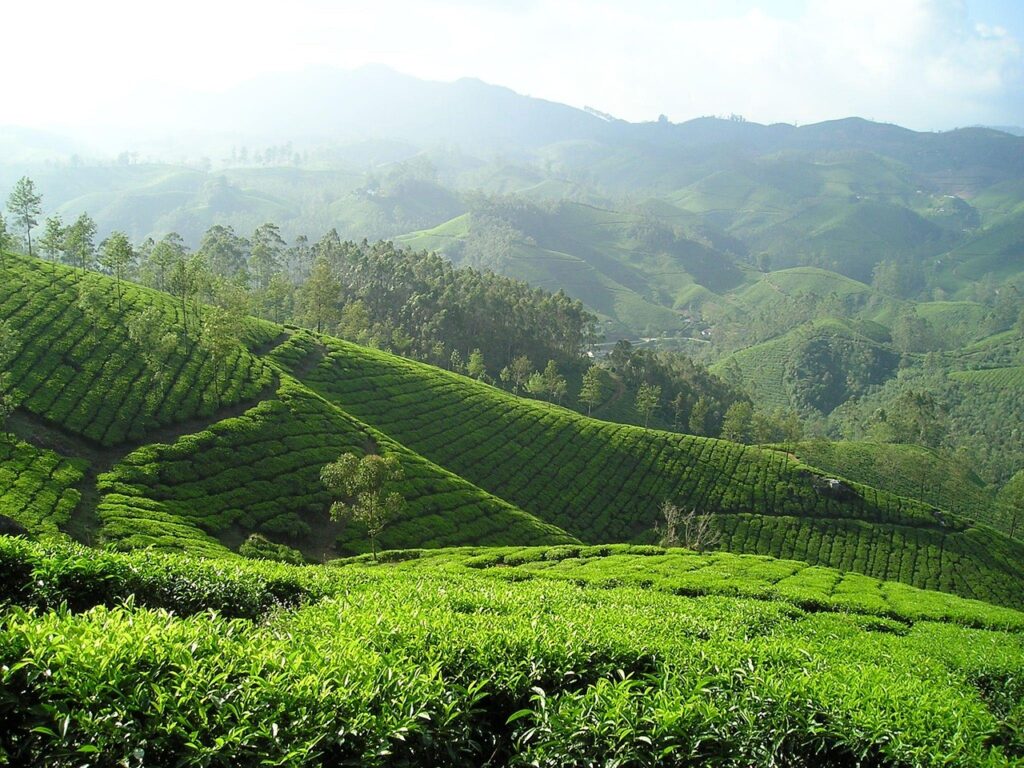 india, tea, tea plantation, plantation, black tea, greener, tea, tea, tea, tea plantation, tea plantation, tea plantation, tea plantation, tea plantation, plantation, black tea, black tea, black tea