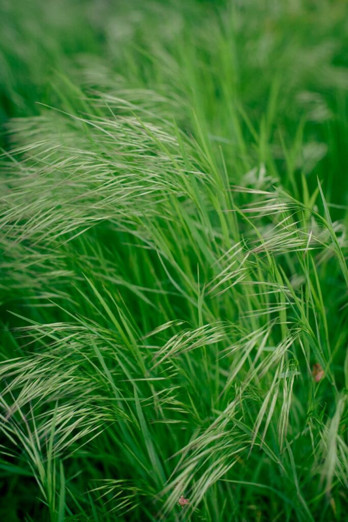 pexels-photo-31779613-31779613.jpg